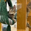 Illustration : R&eacute;sident de longue date d&rsquo;un caf&eacute; &agrave; chats, un f&eacute;lin &agrave; 3 pattes au parcours difficile vient de rencontrer son adoptante