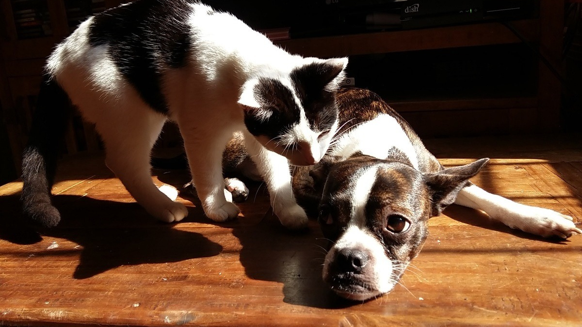 Illustration : "2 chiens et un chat infestés de puces sont secourus dans un appartement insalubre après le départ de leurs propriétaires en weekend"