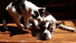 Illustration : 2 chiens et un chat infest&eacute;s de puces sont secourus dans un appartement insalubre apr&egrave;s le d&eacute;part de leurs propri&eacute;taires en weekend