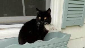 Illustration : Une chatte abandonnée par ses précédents propriétaires trouve une nouvelle famille auprès de qui elle passe 5 années de bonheur