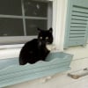 Illustration : Une chatte abandonn&eacute;e par ses pr&eacute;c&eacute;dents propri&eacute;taires trouve une nouvelle famille aupr&egrave;s de qui elle passe 5 ann&eacute;es de bonheur