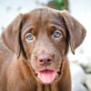 Illustration : Esp&eacute;rance de vie : une &eacute;tude montre que les Labradors chocolat vivent moins longtemps