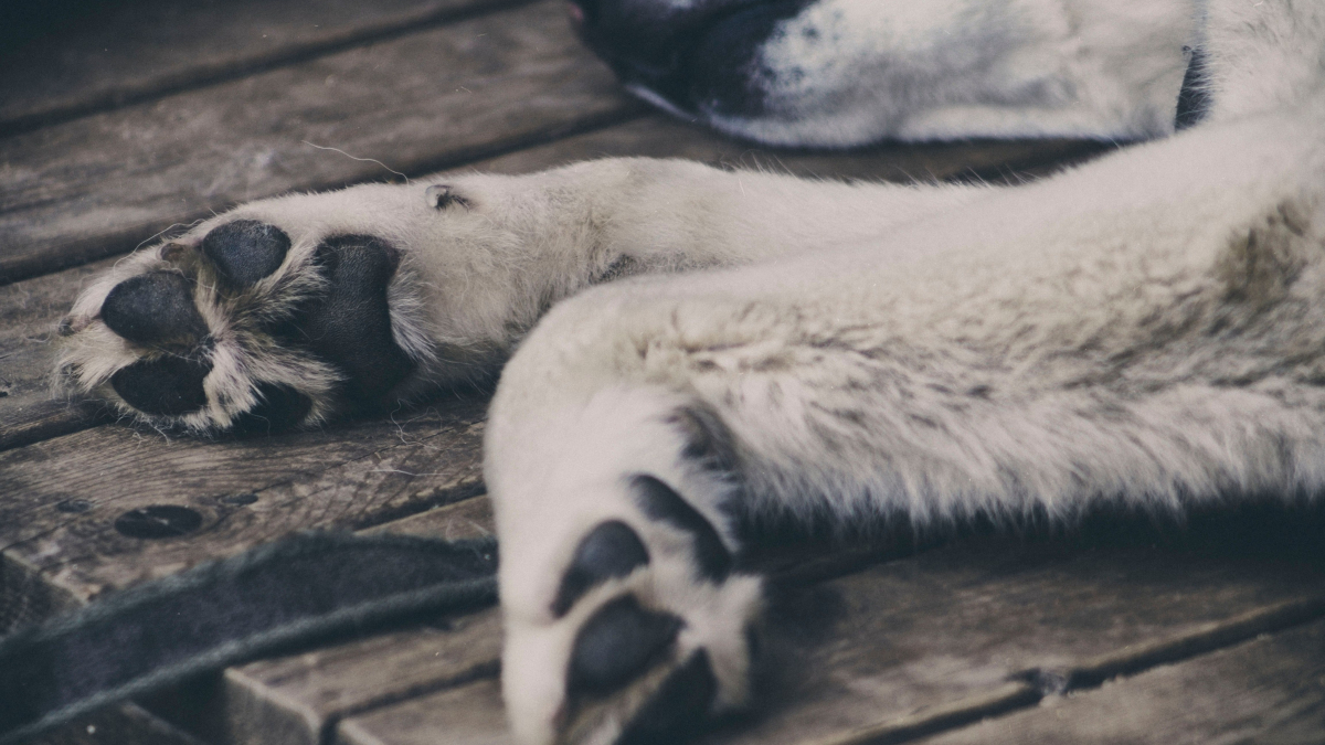 Illustration : "Ergots : à quoi servent réellement ces doigts « inutiles » sur les pattes de votre chien ?"