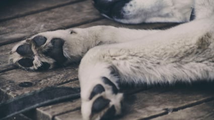 Illustration : Ergots : &agrave; quoi servent r&eacute;ellement ces doigts &laquo; inutiles &raquo; sur les pattes de votre chien ?