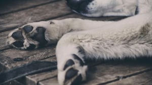 Illustration : Ergots : &agrave; quoi servent r&eacute;ellement ces doigts &laquo; inutiles &raquo; sur les pattes de votre chien ?