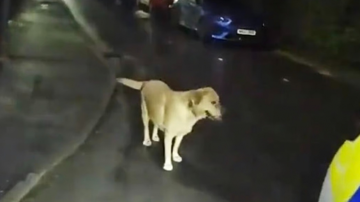 Illustration : "Après avoir été abandonné par son maître en pleine fuite, ce Labrador mène les policiers jusqu’à sa cachette (vidéo)"