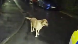 Illustration : Apr&egrave;s avoir &eacute;t&eacute; abandonn&eacute; par son ma&icirc;tre en pleine fuite, ce Labrador m&egrave;ne les policiers jusqu&rsquo;&agrave; sa cachette (vid&eacute;o)