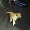 Illustration : Apr&egrave;s avoir &eacute;t&eacute; abandonn&eacute; par son ma&icirc;tre en pleine fuite, ce Labrador m&egrave;ne les policiers jusqu&rsquo;&agrave; sa cachette (vid&eacute;o)