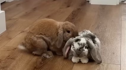Illustration : On lui offre une peluche pour le r&eacute;conforter, mais ce lapin semble surtout vouloir s&rsquo;en d&eacute;barrasser (vid&eacute;o)