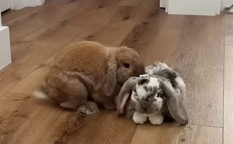On lui offre une peluche pour le réconforter, mais ce lapin semble surtout vouloir s’en débarrasser (vidéo)