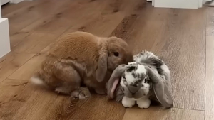 Illustration : On lui offre une peluche pour le réconforter, mais ce lapin semble surtout vouloir s’en débarrasser (vidéo)