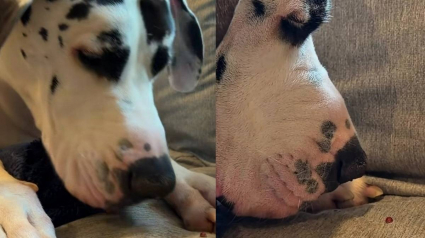 Illustration : Face &agrave; une minuscule coccinelle, ce Dogue Allemand de 70 kg d&eacute;voile toute la douceur qui se cache derri&egrave;re son impressionnant gabarit (vid&eacute;o)