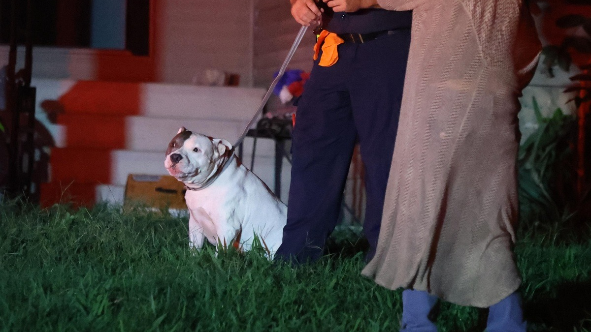 Illustration : "Séparé de sa propriétaire par un incendie, ce chien la retrouve sain et sauf grâce aux pompiers"