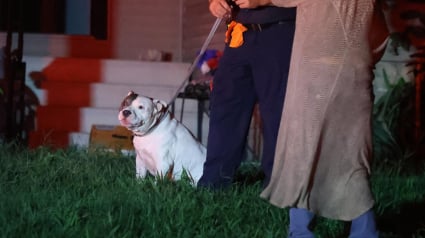 Illustration : S&eacute;par&eacute; de sa propri&eacute;taire par un incendie, ce chien la retrouve sain et sauf gr&acirc;ce aux pompiers