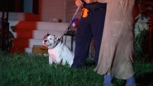 Illustration : S&eacute;par&eacute; de sa propri&eacute;taire par un incendie, ce chien la retrouve sain et sauf gr&acirc;ce aux pompiers