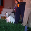 Illustration : S&eacute;par&eacute; de sa propri&eacute;taire par un incendie, ce chien la retrouve sain et sauf gr&acirc;ce aux pompiers