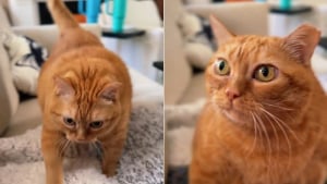 Illustration : Après avoir perdu sa maîtresse cette chatte obèse se bat pour maigrir chez le directeur d'une association (vidéo)
