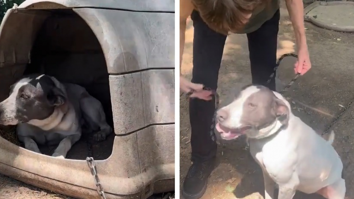 Illustration : "Pendant 3 ans et demi, une femme espère aider une chienne négligée, jusqu’à ce qu’elle puisse enfin la libérer"