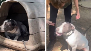 Illustration : Pendant 3 ans et demi, une femme espère aider une chienne négligée, jusqu’à ce qu’elle puisse enfin la libérer