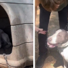 Illustration : Pendant 3 ans et demi, une femme esp&egrave;re aider une chienne n&eacute;glig&eacute;e, jusqu&rsquo;&agrave; ce qu&rsquo;elle puisse enfin la lib&eacute;rer