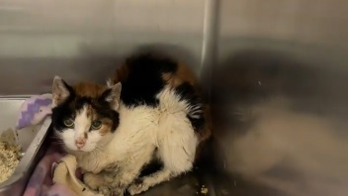 Illustration : "A 15 ans, cette chatte amenée au refuge après la perte de logement de sa famille tente de surmonter cette épreuve (vidéo)"