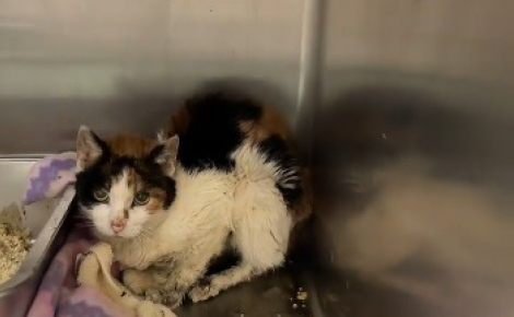 A 15 ans, cette chatte amenée au refuge après la perte de logement de sa famille tente de surmonter cette épreuve (vidéo)