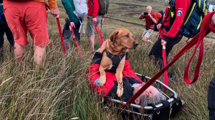 Illustration : Pour rassurer son chien bless&eacute; apr&egrave;s une chute en montagne, ce propri&eacute;taire n'h&eacute;site pas &agrave; partager sa civi&egrave;re (vid&eacute;o)