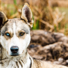 Illustration : Pourquoi certains chiens ont-ils les yeux vairons (de 2 couleurs) ?