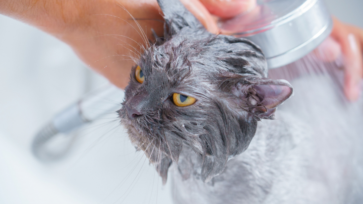 Illustration : "Il est indispensable de donner des bains réguliers à son chat d'intérieur : mythe ou réalité ?"