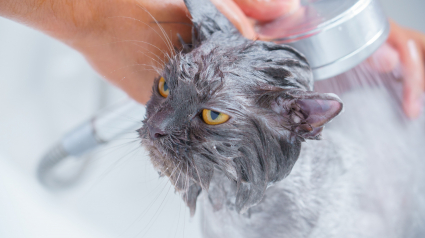 Illustration : Il est indispensable de donner des bains r&eacute;guliers &agrave; son chat d'int&eacute;rieur : mythe ou r&eacute;alit&eacute; ?