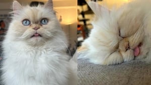 Illustration : Après avoir survécu à un accident de voiture ce courageux chat âgé affronte la maladie sans se laisser abattre