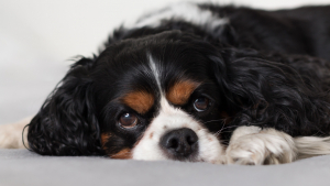 4 signes qui montrent que votre chien a lui aussi le blues de la rentrée