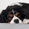 Illustration : 4 signes qui montrent que votre chien a lui aussi le blues de la rentr&eacute;e