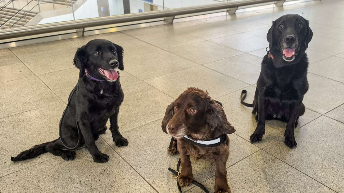 Illustration : "Avant leur retraite, ces 3 chiens sont désormais chargés de renforcer la sécurité des voyageurs dans une gare particulièrement fréquentée"