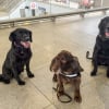 Illustration : Avant leur retraite, ces 3 chiens sont d&eacute;sormais charg&eacute;s de renforcer la s&eacute;curit&eacute; des voyageurs dans une gare particuli&egrave;rement fr&eacute;quent&eacute;e