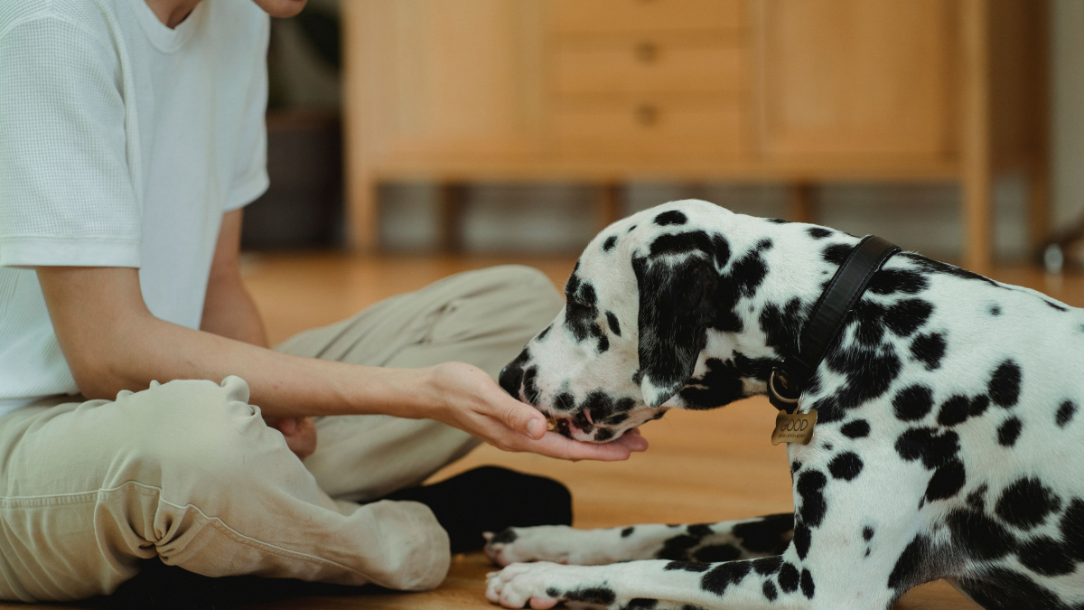Illustration : "Donner du fromage à son chien est totalement inoffensif : vrai ou faux ?"