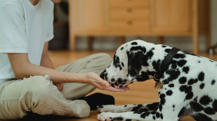 Illustration : Donner du fromage &agrave; son chien est totalement inoffensif : vrai ou faux ?