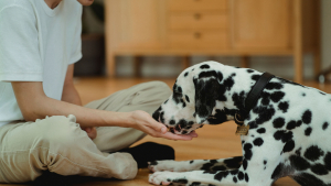 Illustration : "Donner du fromage à son chien est totalement inoffensif : vrai ou faux ?"