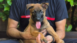 Illustration : À 2 mois et demi cette jeune Malinoise est recrutée par les pompiers du Vaucluse pour sauver des vies