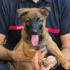Illustration : &Agrave; 2 mois et demi cette jeune Malinoise est recrut&eacute;e par les pompiers du Vaucluse pour sauver des vies