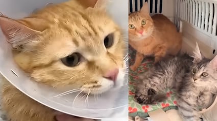 Illustration : Devenue ins&eacute;parable de son fr&egrave;re malade, cette chatte hyperactive se calme soudainement pour rester &agrave; son chevet