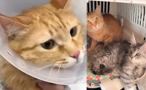 Devenue inséparable de son frère malade, cette chatte hyperactive se calme soudainement pour rester à son chevet