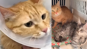 Illustration : Devenue inséparable de son frère malade, cette chatte hyperactive se calme soudainement pour rester à son chevet