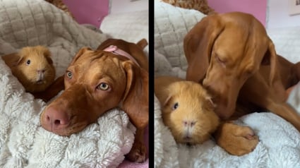 Illustration : Tr&egrave;s protectrice cette chienne Braque &agrave; poil court consid&egrave;re le petit cochon d' Inde comme son propre b&eacute;b&eacute; (vid&eacute;o)