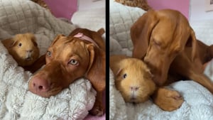 Illustration : Très protectrice cette chienne Braque à poil court considère le petit cochon d' Inde comme son propre bébé (vidéo)