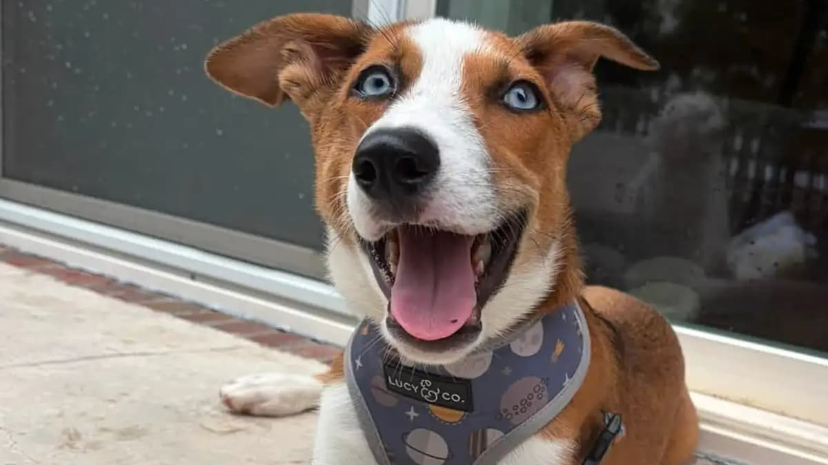 Illustration : "Avec son museau déformé et ses yeux d'un bleu profond, ce chien à l'apparence unique s'épanouit en famille d'accueil en attendant l'adoption"