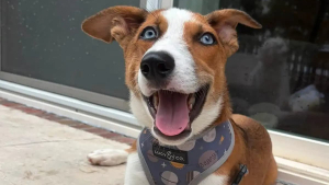 Illustration : Avec son museau déformé et ses yeux d'un bleu profond, ce chien à l'apparence unique s'épanouit en famille d'accueil en attendant l'adoption