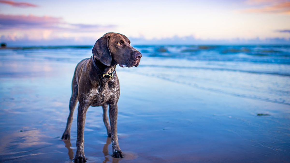 Illustration : "6 astuces pour photographier son chien comme un pro"
