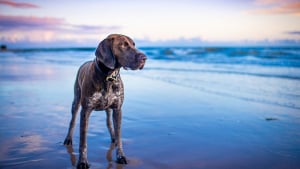 Illustration : 6 astuces pour photographier son chien comme un pro