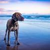 Illustration : 6 astuces pour photographier son chien comme un pro